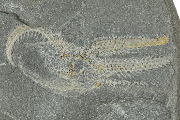 Ordovician Brittle Star (Ophiura) - Morocco #365273